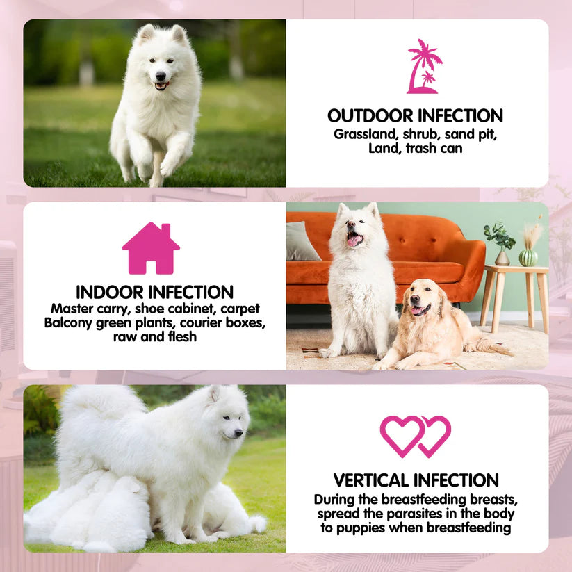 Worafy Flea & Tick Chews For Dogs